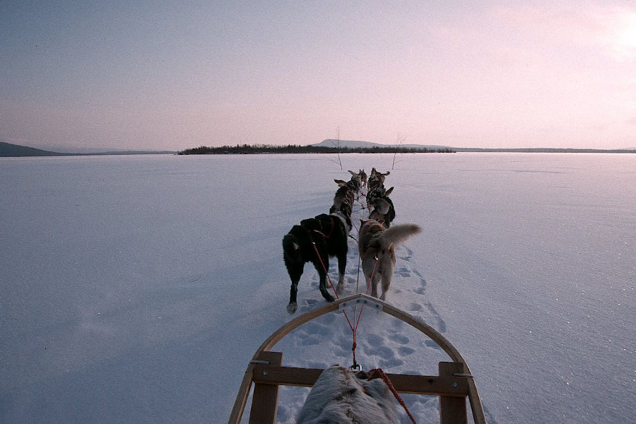dog sledding dog sledding