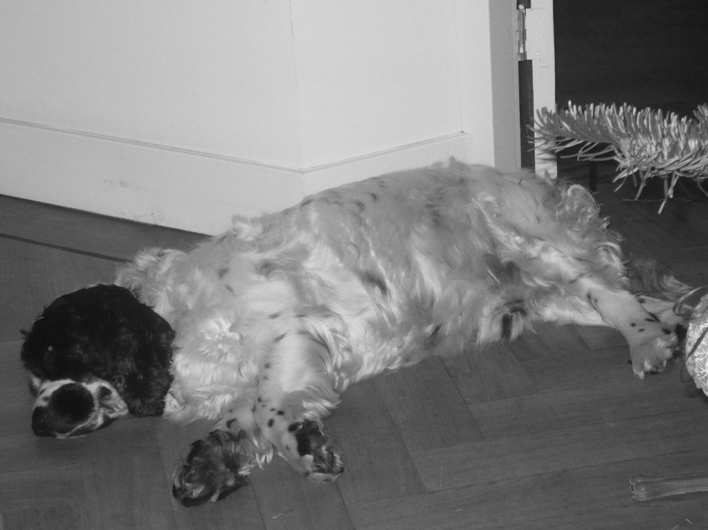 Buddy