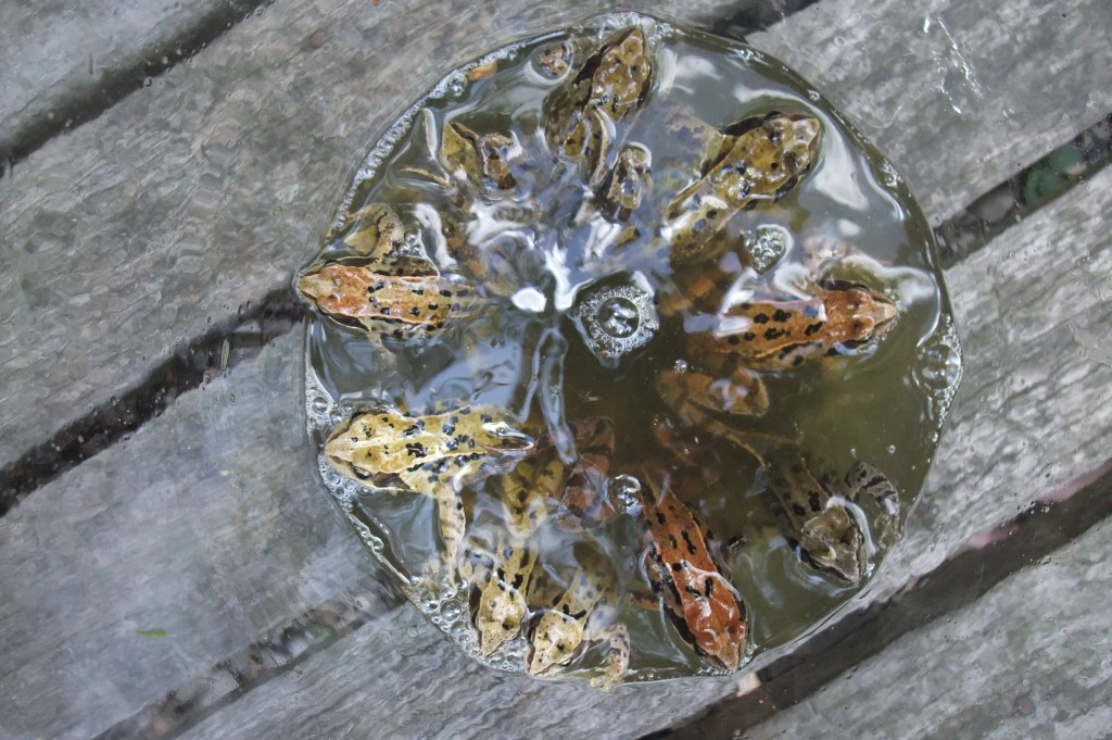 frogs in bowl