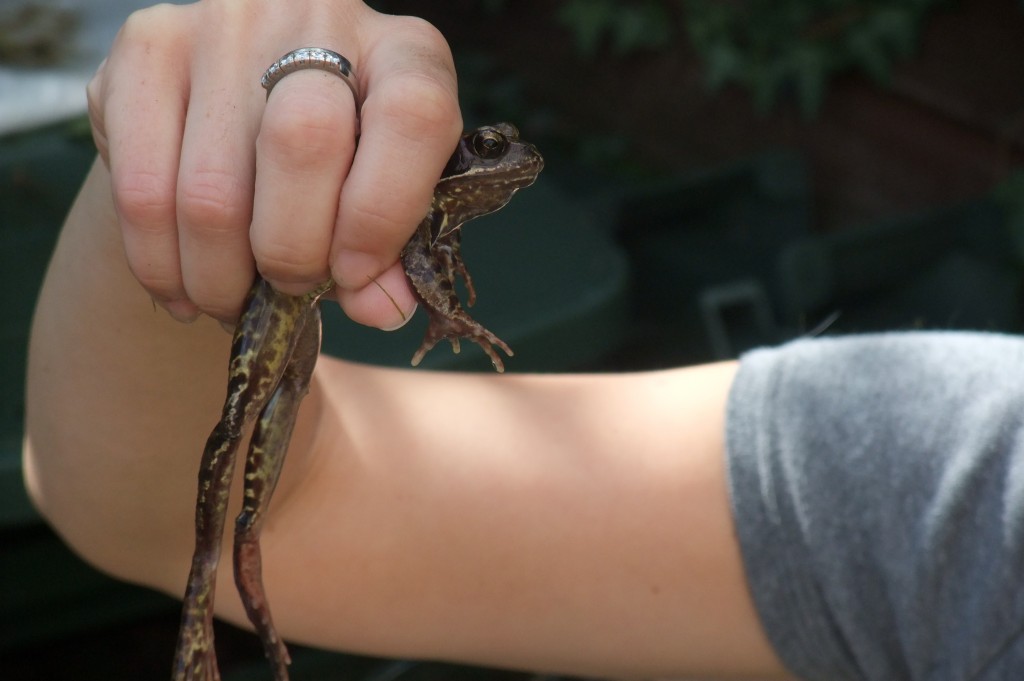 frog anyone?