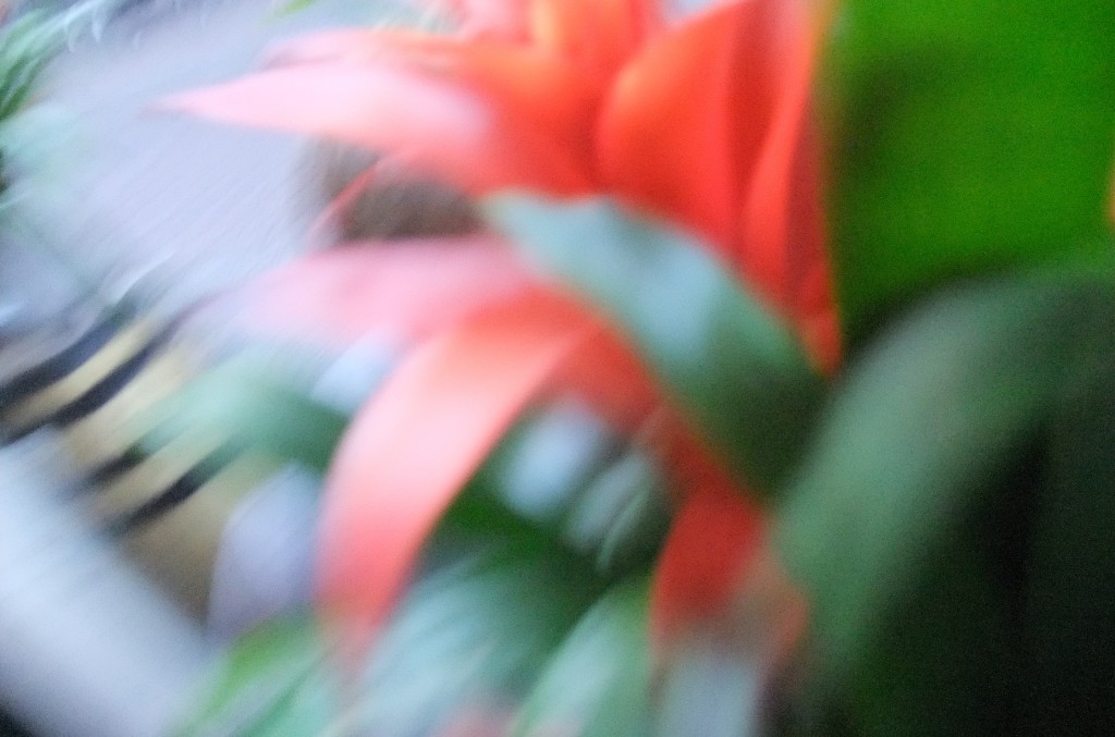 dscf0680 dscf0680