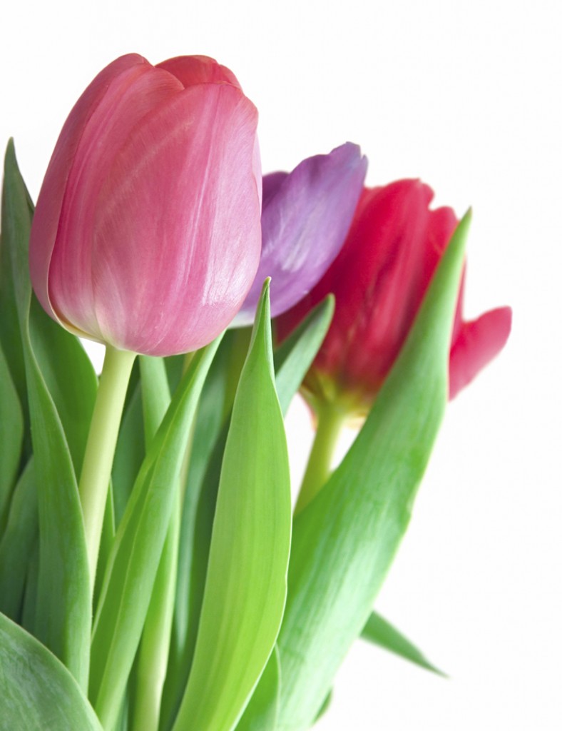tulips